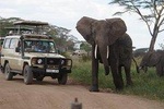 3 Days Serengeti and Ngorongoro Crater Safari from Mwanza to Arusha