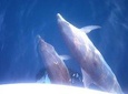 Dolphin Watching is the observation of dolphins in their natural environment