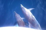 Dolphin Watching is the observation of dolphins in their natural environment