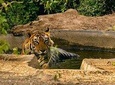 Sariska Tiger Reserve Skip the Line Safari Tickets with Optional Trip