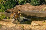 Sariska Tiger Reserve Skip the Line Safari Tickets with Optional Trip