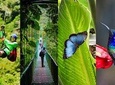 Monteverde Cloud Forest privateTour