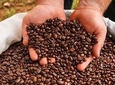 VIP Private Tour: Doka Estate Coffee Tour, Grecia and Sarchi Oxcarts Factory