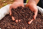VIP Private Tour: Doka Estate Coffee Tour, Grecia and Sarchi Oxcarts Factory