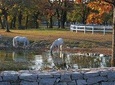 Shared Group Tour to Lipica Stud Farm