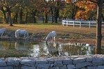 Shared Group Tour to Lipica Stud Farm