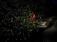 Private Mangrove Cruise with Fireflies Tour Including Seafood Dinner from Sandakan