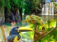 PRIVATE SLOTH ENCOUNTER WATERFALL AND COROBICI FLOATING TOUR