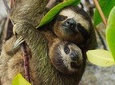 Day Trip from San Jose to Sloths & other wildlife Rescue Center
