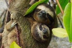Day Trip from San Jose to Sloths & other wildlife Rescue Center