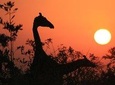 Afternoon Kruger National Park Safari