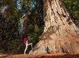 Yosemite National Park & Giant Sequoias 2-Day Tour (no accommodation)