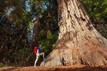 Yosemite National Park & Giant Sequoias 2-Day Tour (no accommodation)