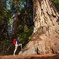 Yosemite National Park & Giant Sequoias 2-Day Tour (no accommodation)