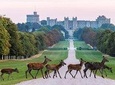Private One Way or Round Trip Transfer: Heathrow Airport to Windsor