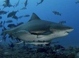 Ultimate Shark Encounter Two Tank Dive at The World Famous Beqa Lagoon 
