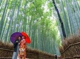 Visit Arashiyama's Bamboo Grove in Kyoto 