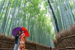 Visit Arashiyama's Bamboo Grove in Kyoto 