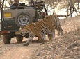 One-Way Transfer Trip Optional Delhi-sawai Madhopur & sawai Madhopur-Delhi