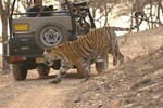 One-Way Transfer Trip Optional Delhi-sawai Madhopur & sawai Madhopur-Delhi