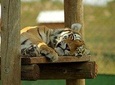 Rhino and Lion Park Guided Tour from Pretoria, THURSDAYS & SUNDAYS