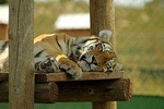 Rhino and Lion Park Guided Tour from Pretoria, THURSDAYS & SUNDAYS