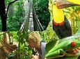 Tenorio Rain Forest Hanging Bridges & Sloth Encounter