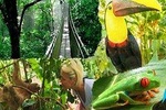 Tenorio Rain Forest Hanging Bridges & Sloth Encounter