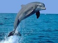 Dolphin Experience in Open Sea and South West Tour of Mauritius including Lunch