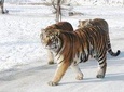 Small Group Tour to Harbin Siberian Park Tiger