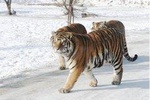 Small Group Tour to Harbin Siberian Park Tiger