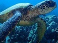 Caribbean Costa Rica: 5-Day Tour with Tortuguero National Park and Puerto Viejo