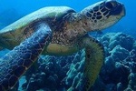 Caribbean Costa Rica: 5-Day Tour with Tortuguero National Park and Puerto Viejo