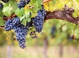 Private Best Organic Wineries Tour Plus Local Lunch from Barcelona 
