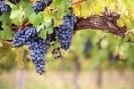 Private Best Organic Wineries Tour Plus Local Lunch from Barcelona 
