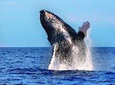 Whales guaranteed in Kona Waikoloa