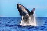 Whales guaranteed in Kona Waikoloa
