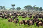 Private 6 Days Masai Mara Wildebeest Migration Safari Holiday