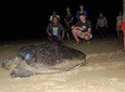 Sukamade Wildlife & Beach Tours