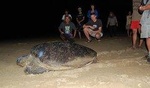 Sukamade Wildlife & Beach Tours