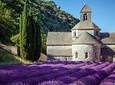 Half Day Tour : Beauty of Lavender