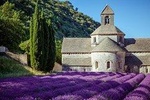Half Day Tour : Beauty of Lavender