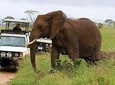 Private 10 Days Best of Kenya Wildlife Safari Holiday