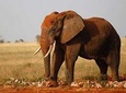 3-Days Tsavo West National Park Private Safari