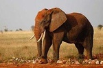 3-Days Tsavo West National Park Private Safari