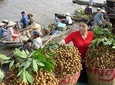 Private Luxury Tour Mekong Delta 1 day