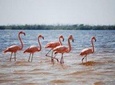 HOLBOX ISLAND TOUR - from Holbox (Private)