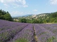 Full day lavender tour Luberon and Sault