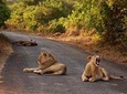 Nairobi National Park & Elephant Orphanage Half Day