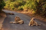 Nairobi National Park & Elephant Orphanage Half Day